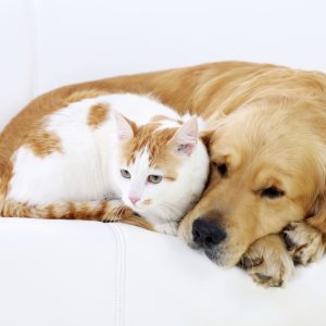 Friendship of dog and cat- resting together, lying on white sofa.